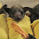 Illustration for article titled Baby Bat Burritos